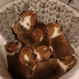Pembroke Welsh Corgis from Adrian Balvanera