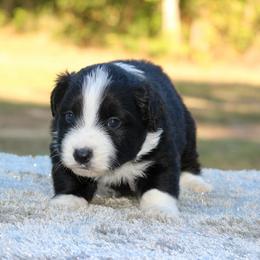Woodstock - Black tri male Miniature Australian Shepherd puppy in Bauxite, Arkansas from J & B Mini Aussies