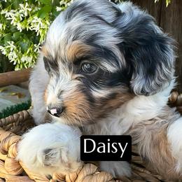Belle - Blue merle female Aussiedoodle puppy in Bakersfield, California from Annie's Aussies