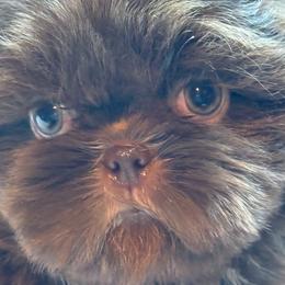 Sammy - Chocolate male Shih Tzu puppy in Zephyrhills, Florida from Tony's Shih Tzus