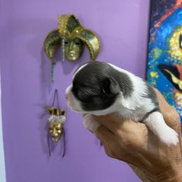 Chihuahua Puppies from King Chihuahuas