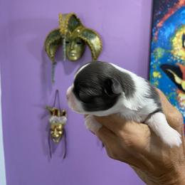 Chihuahua Puppies from King Chihuahuas