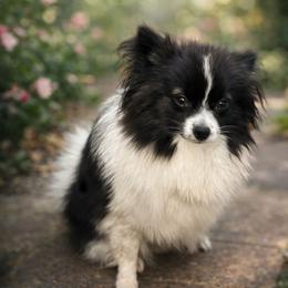 Hermione - Pomeranian