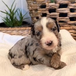 Clover - female Australian Mountain Doodle puppy in Tryon, North Carolina from Melrose Mountain Farm
