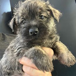 Dorothy Girl 1 - Brindle female Cairn Terrier puppy in Bigfork, Minnesota from Dachshunds Up North