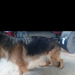 German Shepherds from Scarlet Reign K9s