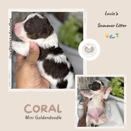 Coral - Parti female Goldendoodle puppy in Hemet, California from Vallevistadoodles