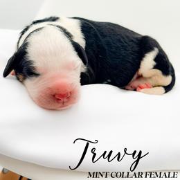 Truvy - Tri-color female Bernedoodle puppy in Tipton, Indiana from Country Creek Doodles