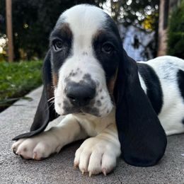 Uno - Black tan and white Basset Hound puppy in Cleveland, Tennessee from Smokey Mtn Bassets