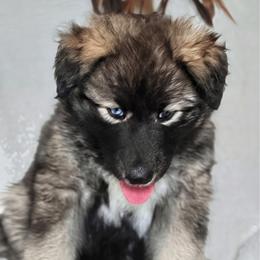 Boy 1 - male Native American Indian Dog puppy in Granby, Colorado from Turtle Island NAIDs