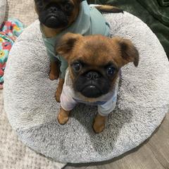 Girl 2 - Belge female Brussels Griffon puppy in Valley Springs, California from Gold Country Griffs