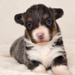 Willow - Blue female Pembroke Welsh Corgi puppy in Beggs, Oklahoma from Blue Diamond Corgi’s
