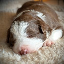 Pog - White and red female Border Collie puppy in North Lakeport, California from Wild Rose Ranch