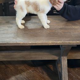 Orange Male - White and orange Brittany puppy in Rhoadesville, Virginia from HOMESCHOOLED BRITTANYS LLC