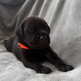 Snoop - Black and rust male Doberman Pinscher puppy in Brookfield, Wisconsin from Haus of Hound