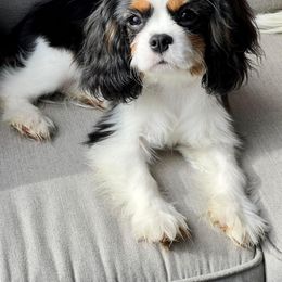 Cavalier King Charles Spaniel All Grown Up from Kristin's Cavaliers