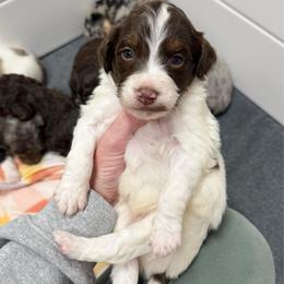 Chip - Brown and white male Aussiedoodle puppy in Heber City, Utah from Junipersdoodles