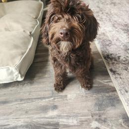 Charlee - Goldendoodle
