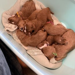 Girl 2 - Red  female Goldendoodle puppy in Orangevale, California from Ugly Dad Doodles