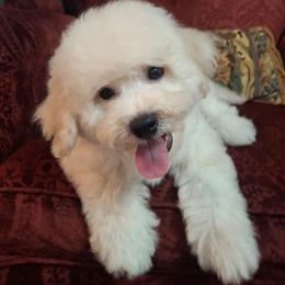 Prince - White male Bichon Frise puppy in Wesley Chapel, Florida from Adorable Bichon