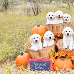 German Shepherd and Golden Retriever Puppies from Sweetheart Therapy Dogs LLC
