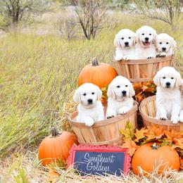 German Shepherd and Golden Retriever Puppies from Sweetheart Therapy Dogs LLC