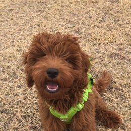 Goldendoodle Puppies from Frannie's Goldendoodle Puppies