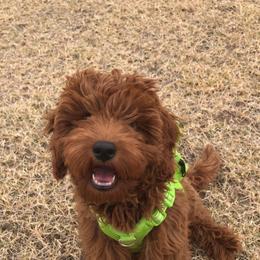 Goldendoodle Puppies from Frannie's Goldendoodle Puppies