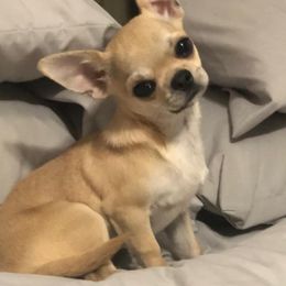 Chihuahua Puppies from Bravo Chihuahuas