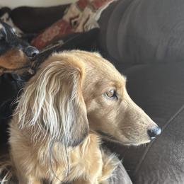 Dachshunds from Hibbard’s Dachshunds