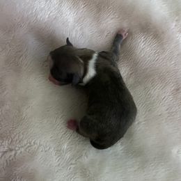 Girl 2 - female Chihuahua puppy in Red Bluff, California from Aye Chihuahua