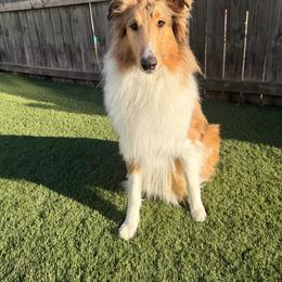 Fendi the honorary poodle - Cafe au lait female Poodle puppy in Moncks Corner, South Carolina from Charleston Reds Standard Poodles and Whippets