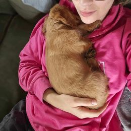 Dachshund Puppies from Michigan Rockin' Dachshunds