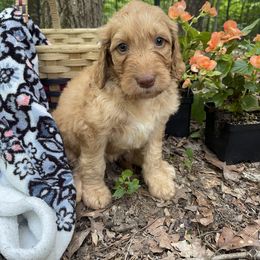 Labradoodle Puppies from Dotsie's Doodles