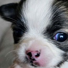 Chihuahuas from Seven Diamond Chihuahua's
