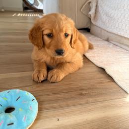Orange Color Girl - Golden female Golden Retriever puppy in Loma Rica, California from BloomingPuppies