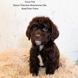 Coco Puff Chocolate English Teddybear - Chocolate female Goldendoodle puppy in Grove, Oklahoma from Guinn Family Farms