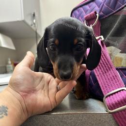 Dachshund Puppies from Shannon Dolly’s Dachshunds