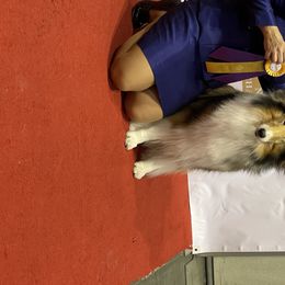 Collie All Grown Up from Larkspur Collies