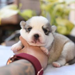 Ember - Gray and white female Pomsky puppy in Coos Bay, Oregon from Ocean View Pomskies