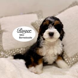 Ruger - Tri-color male Bernedoodle puppy in Jackson, Mississippi from T.M. Poodles & Doodles