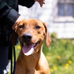 Girl 1 - Red wheaten female Rhodesian Ridgeback puppy in Fredonia, Wisconsin from Brondiki Ridgebacks