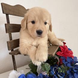 Girl 3 - female Golden Retriever puppy in Moapa, Nevada from Little Bitta Luck Farms