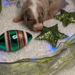 Australian Shepherd Puppies from Firelight Australian Shepherds