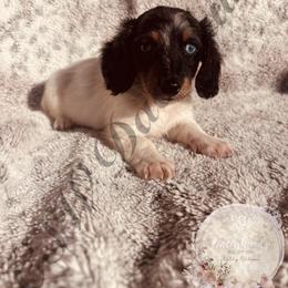 Draco - Piebald male Dachshund puppy in Lufkin, Texas from CSW Dachshunds