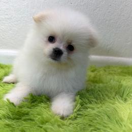 Dembele - White male Pomeranian puppy in Los Angeles, Santa Clarita, California from LT_Poms
