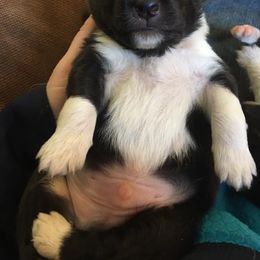 Shetland Sheepdog Puppies from Sunny Shelties