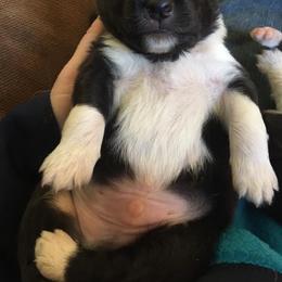 Shetland Sheepdog Puppies from Sunny Shelties