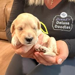 Helen - Cream female Goldendoodle puppy in Lake Panasoffkee, Florida from Donnas Deluxe Doodles LLC