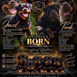 Pink girl - Black and mahogany female Rottweiler puppy in Lake City, Florida from Haus Der Wut Kennels